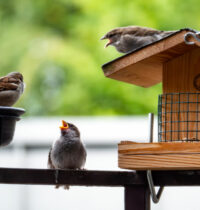 The Hunger Games – The Ballad of Songbirds on Balcony