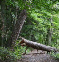 Wildgehege Brück